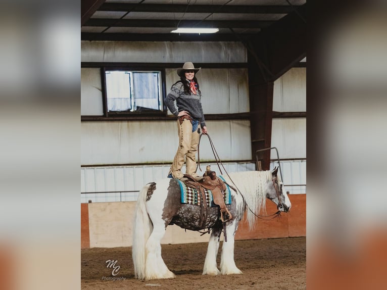 Cob Irlandese / Tinker / Gypsy Vanner Castrone 5 Anni 150 cm Tobiano-tutti i colori in Caldwell, ID
