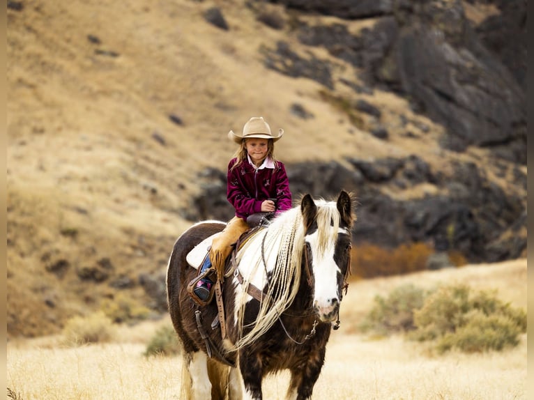 Cob Irlandese / Tinker / Gypsy Vanner Castrone 5 Anni 150 cm Tobiano-tutti i colori in Caldwell, ID