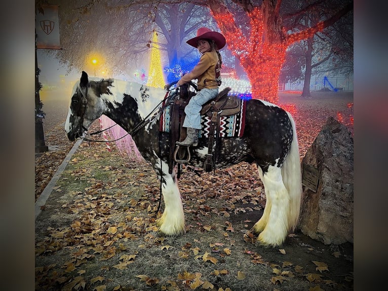 Cob Irlandese / Tinker / Gypsy Vanner Castrone 5 Anni 150 cm Tobiano-tutti i colori in Caldwell, ID