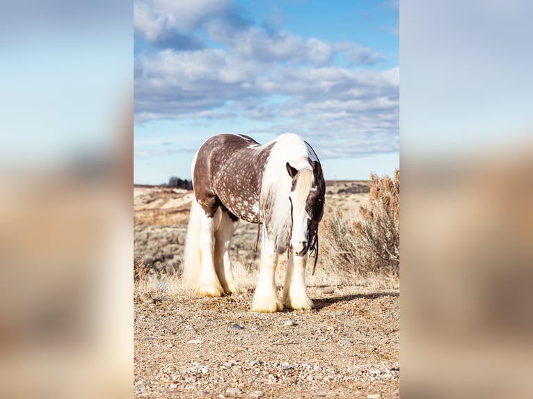 Cob Irlandese / Tinker / Gypsy Vanner Castrone 5 Anni 150 cm Tobiano-tutti i colori in Caldwell, ID
