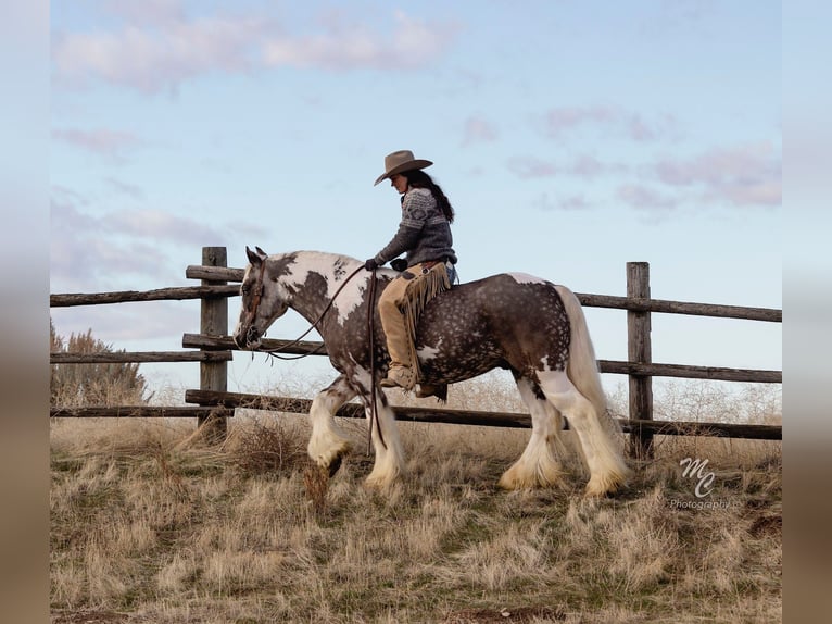 Cob Irlandese / Tinker / Gypsy Vanner Castrone 5 Anni 150 cm Tobiano-tutti i colori in Caldwell, ID