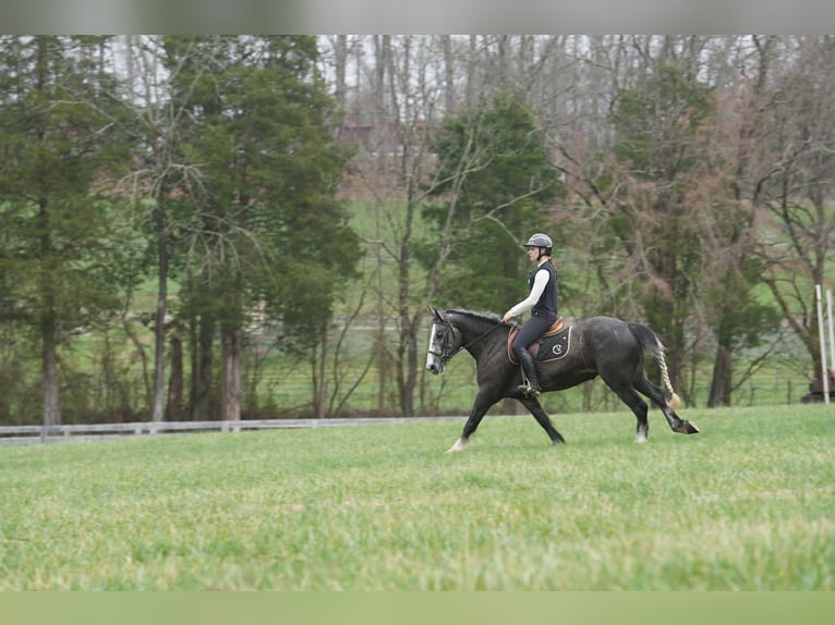Cob Irlandese / Tinker / Gypsy Vanner Mix Castrone 5 Anni 152 cm Grigio in Clover