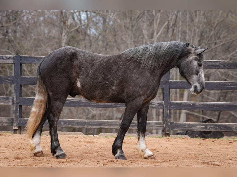 Cob Irlandese / Tinker / Gypsy Vanner Mix Castrone 5 Anni 152 cm Grigio in Clover
