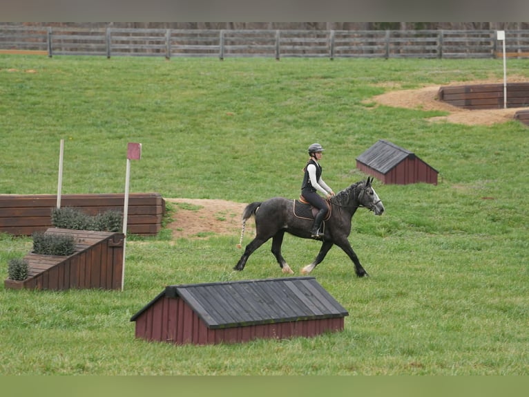 Cob Irlandese / Tinker / Gypsy Vanner Mix Castrone 5 Anni 152 cm Grigio in Clover