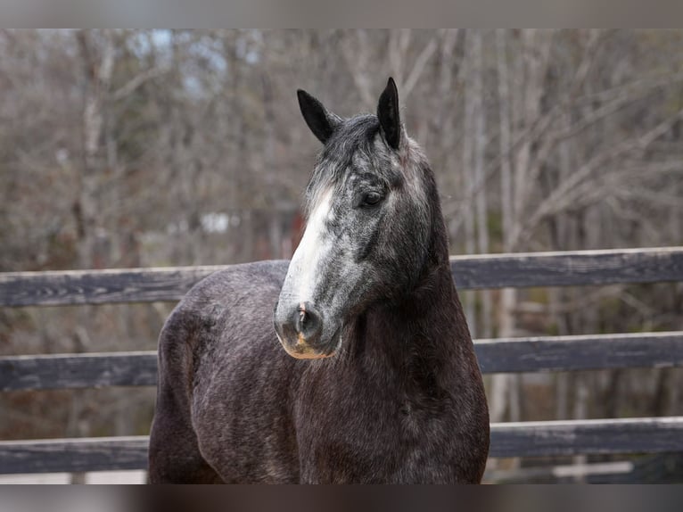 Cob Irlandese / Tinker / Gypsy Vanner Mix Castrone 5 Anni 152 cm Grigio in Clover