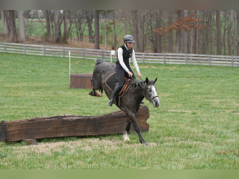 Cob Irlandese / Tinker / Gypsy Vanner Mix Castrone 5 Anni 152 cm Grigio in Clover