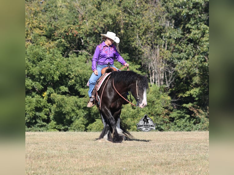 Cob Irlandese / Tinker / Gypsy Vanner Castrone 5 Anni 152 cm Morello in Mount Vernon