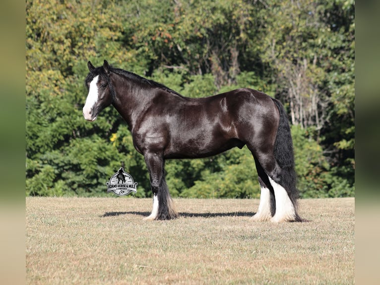 Cob Irlandese / Tinker / Gypsy Vanner Castrone 5 Anni 152 cm Morello in Mount Vernon