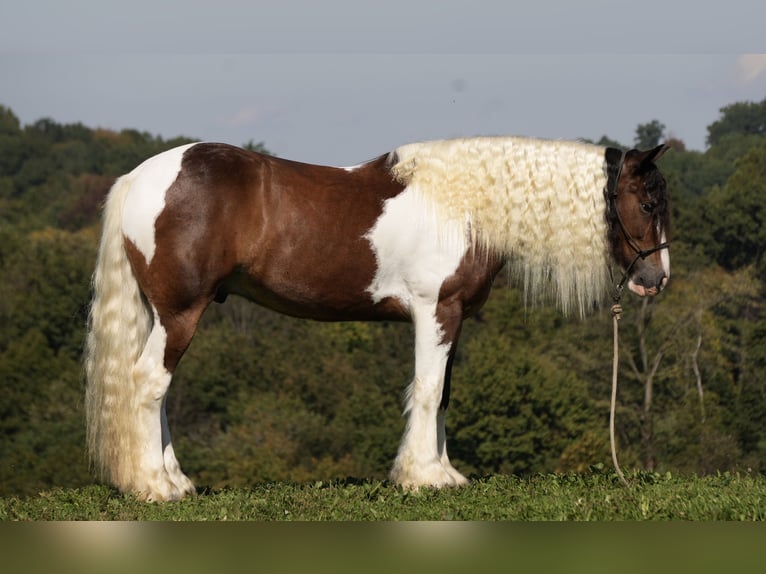 Cob Irlandese / Tinker / Gypsy Vanner Mix Castrone 5 Anni 152 cm Pezzato in Fresno