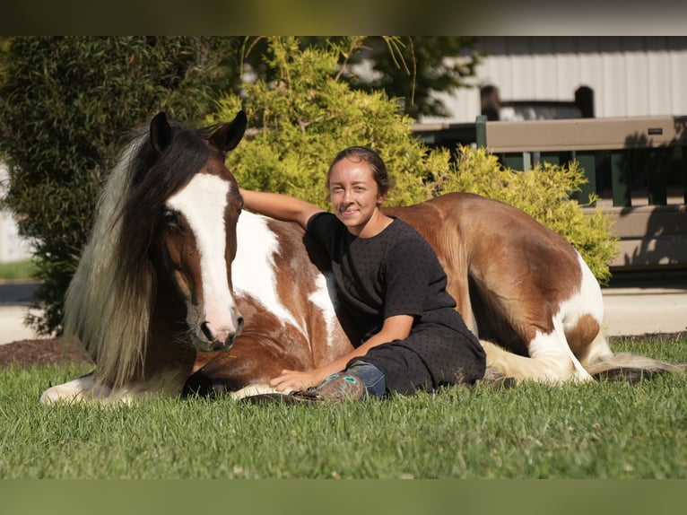 Cob Irlandese / Tinker / Gypsy Vanner Mix Castrone 5 Anni 152 cm Pezzato in Fresno