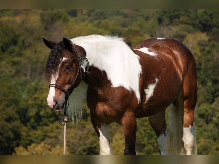 Cob Irlandese / Tinker / Gypsy Vanner Mix Castrone 5 Anni 152 cm Pezzato in Fresno