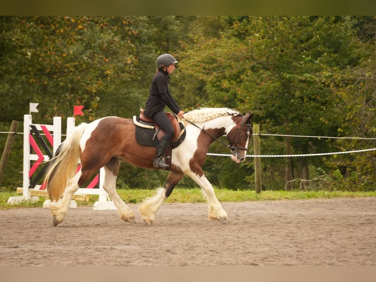 Cob Irlandese / Tinker / Gypsy Vanner Mix Castrone 5 Anni 152 cm Pezzato in Fresno