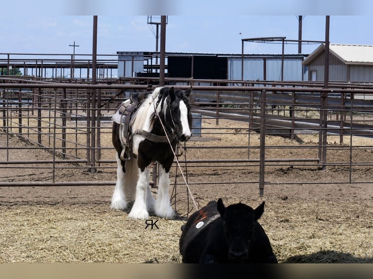 Cob Irlandese / Tinker / Gypsy Vanner Castrone 5 Anni 152 cm Pezzato in Roswell