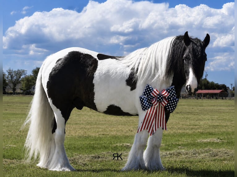 Cob Irlandese / Tinker / Gypsy Vanner Castrone 5 Anni 152 cm Pezzato in Roswell