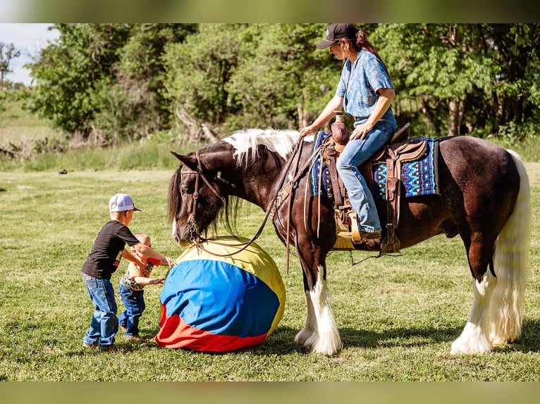 Cob Irlandese / Tinker / Gypsy Vanner Castrone 5 Anni 152 cm Tobiano-tutti i colori in Half Way, MO