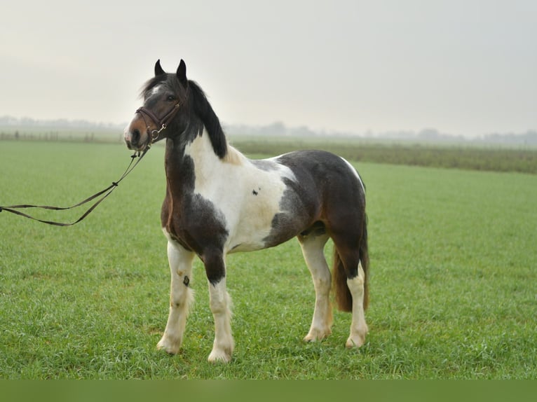 Cob Irlandese / Tinker / Gypsy Vanner Castrone 5 Anni 153 cm Pezzato in Geilenkirchen