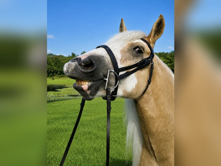 Cob Irlandese / Tinker / Gypsy Vanner Castrone 5 Anni 163 cm Palomino in Weirsdale