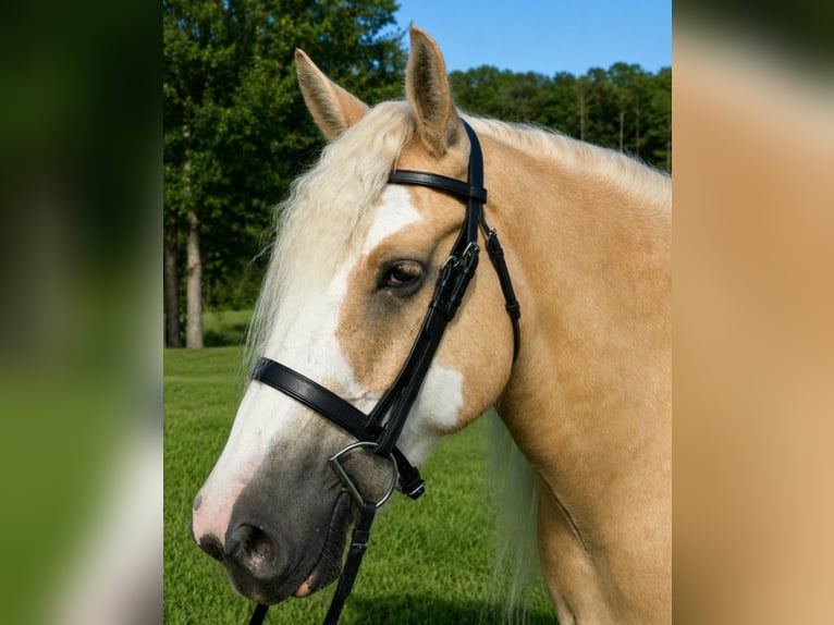 Cob Irlandese / Tinker / Gypsy Vanner Castrone 5 Anni 163 cm Palomino in Weirsdale