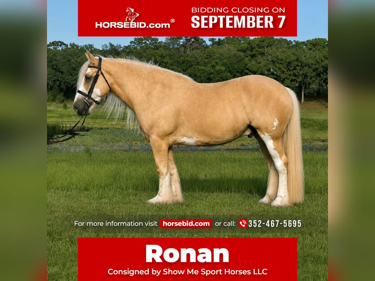 Cob Irlandese / Tinker / Gypsy Vanner Castrone 5 Anni 163 cm Palomino in Weirsdale