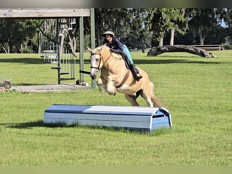 Cob Irlandese / Tinker / Gypsy Vanner Castrone 5 Anni 163 cm Palomino in Weirsdale