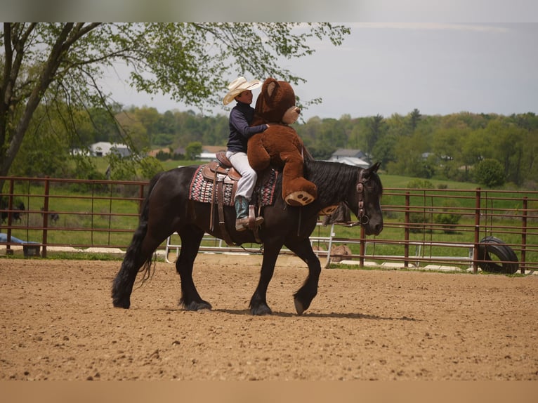 Cob Irlandese / Tinker / Gypsy Vanner Mix Castrone 5 Anni Morello in Fresno