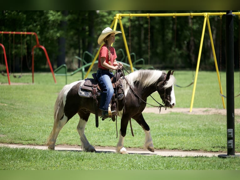 Cob Irlandese / Tinker / Gypsy Vanner Mix Castrone 5 Anni  in Bloomburg, TX