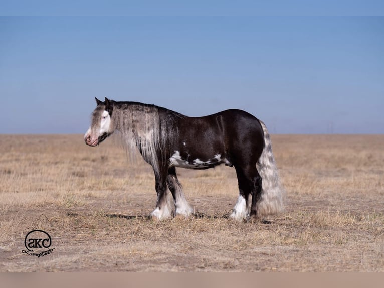 Cob Irlandese / Tinker / Gypsy Vanner Mix Castrone 5 Anni  in Canyon