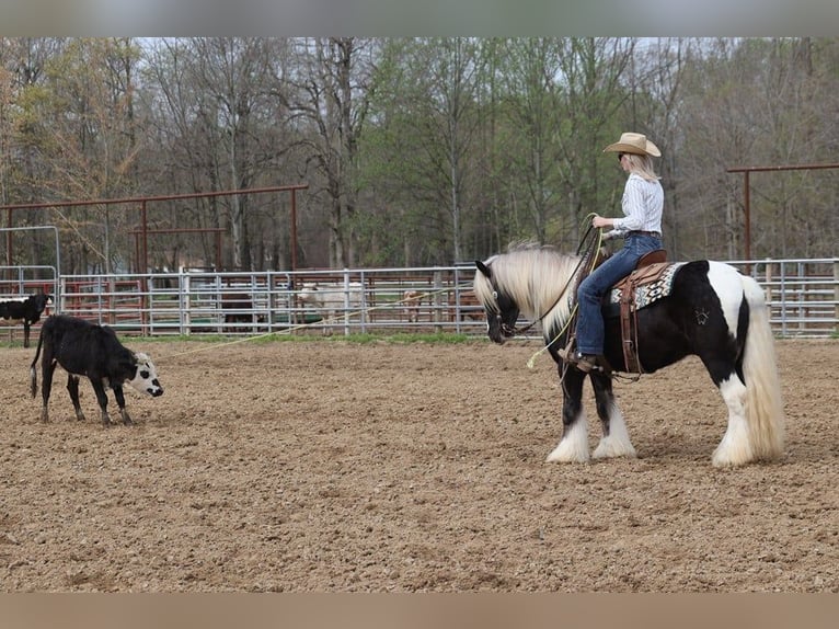 Cob Irlandese / Tinker / Gypsy Vanner Castrone 5 Anni in Mount Vernon kY