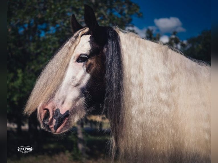 Cob Irlandese / Tinker / Gypsy Vanner Castrone 5 Anni Pezzato in Jacksboro