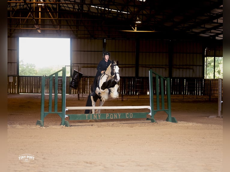 Cob Irlandese / Tinker / Gypsy Vanner Castrone 5 Anni Pezzato in Jacksboro