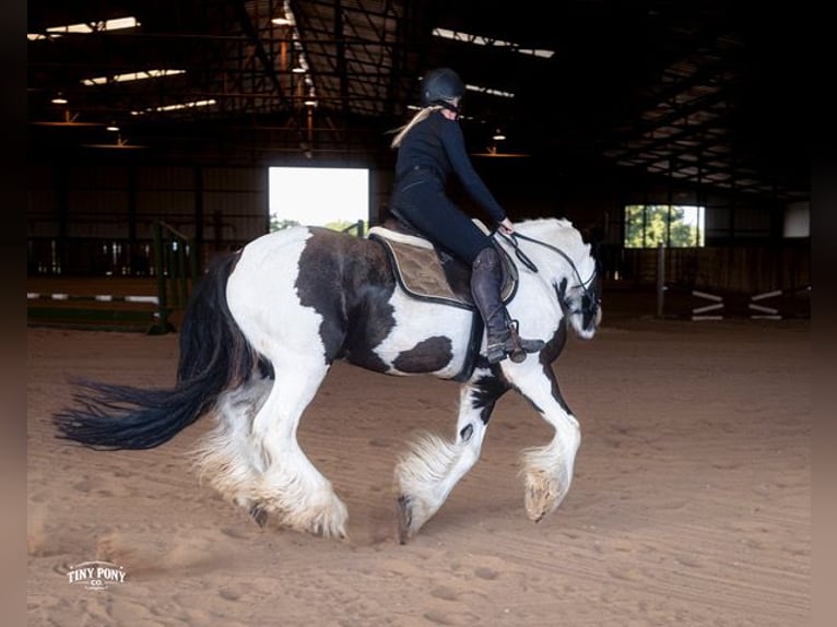 Cob Irlandese / Tinker / Gypsy Vanner Castrone 5 Anni Pezzato in Jacksboro