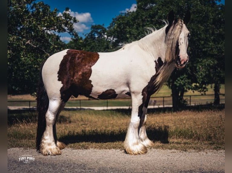 Cob Irlandese / Tinker / Gypsy Vanner Castrone 5 Anni Pezzato in Jacksboro