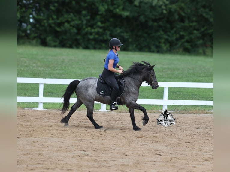 Cob Irlandese / Tinker / Gypsy Vanner Castrone 5 Anni Roano blu in Gladstone, NJ