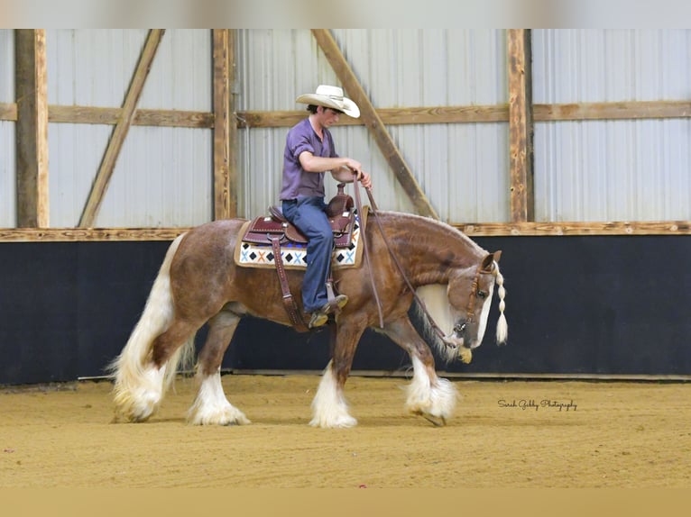 Cob Irlandese / Tinker / Gypsy Vanner Castrone 5 Anni Sauro ciliegia in Oelwein