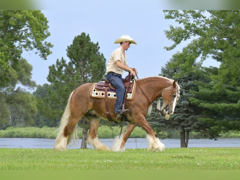 Cob Irlandese / Tinker / Gypsy Vanner Castrone 5 Anni Sauro ciliegia in Oelwein