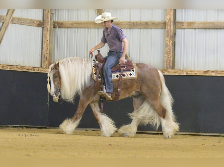 Cob Irlandese / Tinker / Gypsy Vanner Castrone 5 Anni Sauro ciliegia in Oelwein