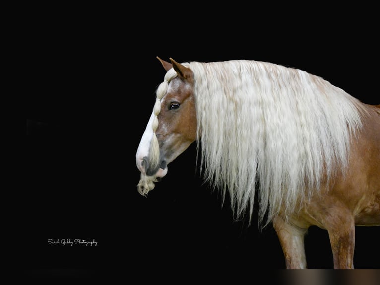 Cob Irlandese / Tinker / Gypsy Vanner Castrone 5 Anni Sauro ciliegia in Oelwein
