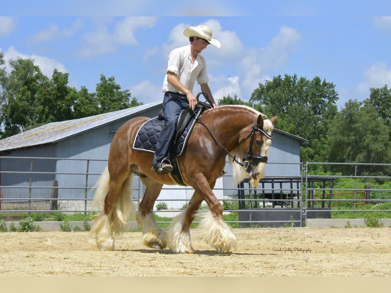 Cob Irlandese / Tinker / Gypsy Vanner Castrone 5 Anni Sauro ciliegia in Oelwein