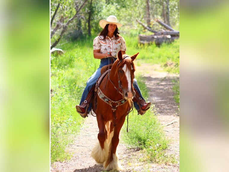 Cob Irlandese / Tinker / Gypsy Vanner Castrone 5 Anni Sauro scuro in Wendell