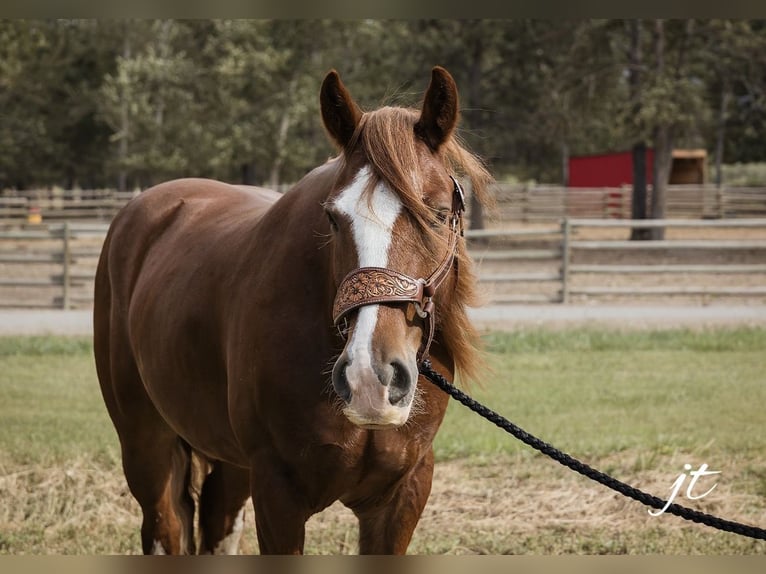 Cob Irlandese / Tinker / Gypsy Vanner Castrone 5 Anni Sauro scuro in Wendell