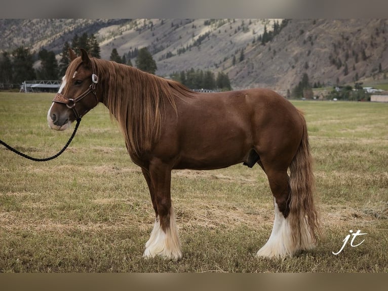 Cob Irlandese / Tinker / Gypsy Vanner Castrone 5 Anni Sauro scuro in Wendell