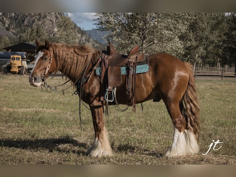 Cob Irlandese / Tinker / Gypsy Vanner Castrone 5 Anni Sauro scuro in Wendell