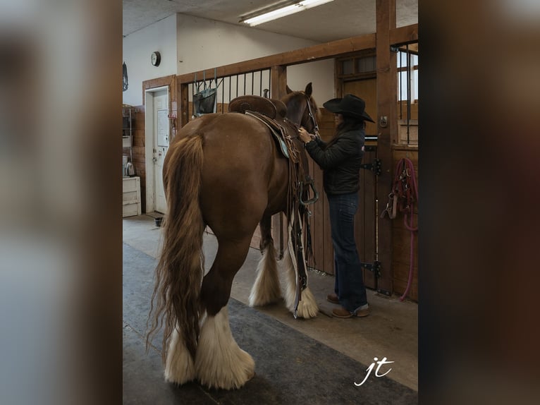 Cob Irlandese / Tinker / Gypsy Vanner Castrone 5 Anni Sauro scuro in Wendell