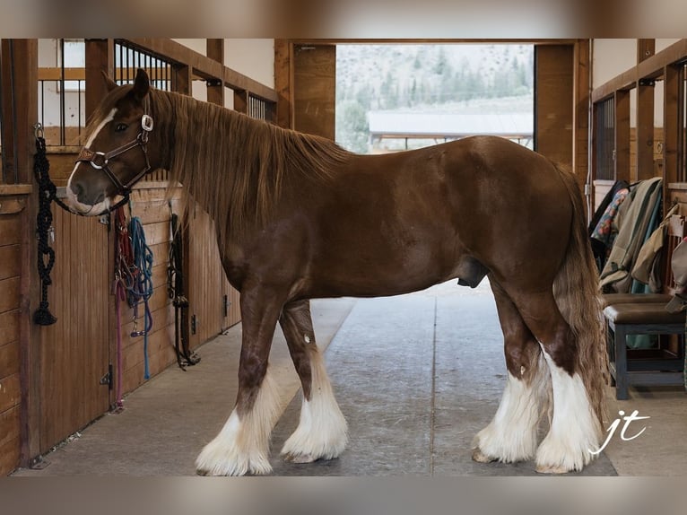 Cob Irlandese / Tinker / Gypsy Vanner Castrone 5 Anni Sauro scuro in Wendell