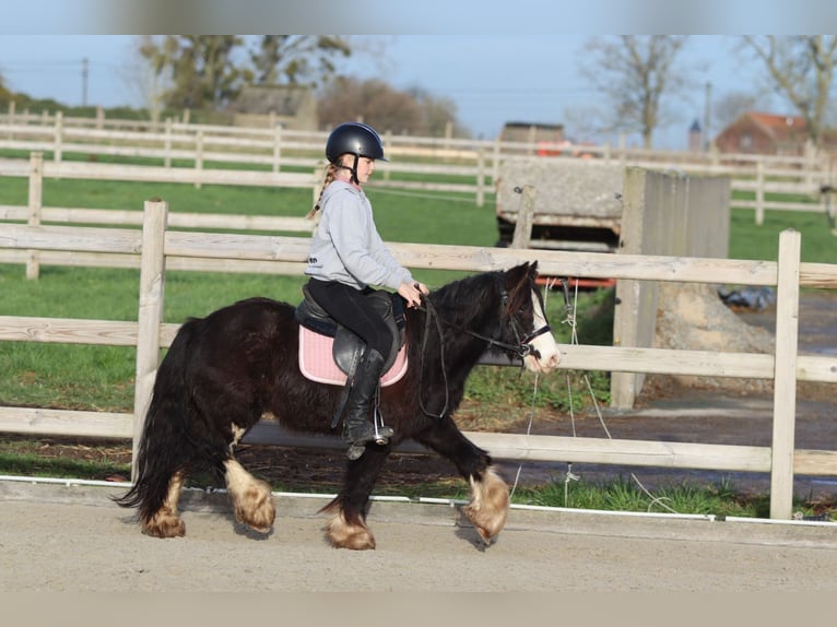 Cob Irlandese / Tinker / Gypsy Vanner Castrone 6 Anni 118 cm Morello in Bogaarden
