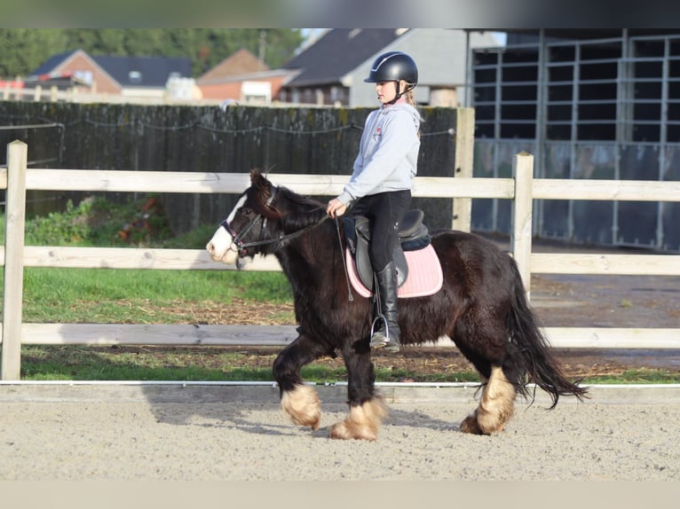 Cob Irlandese / Tinker / Gypsy Vanner Castrone 6 Anni 118 cm Morello in Bogaarden