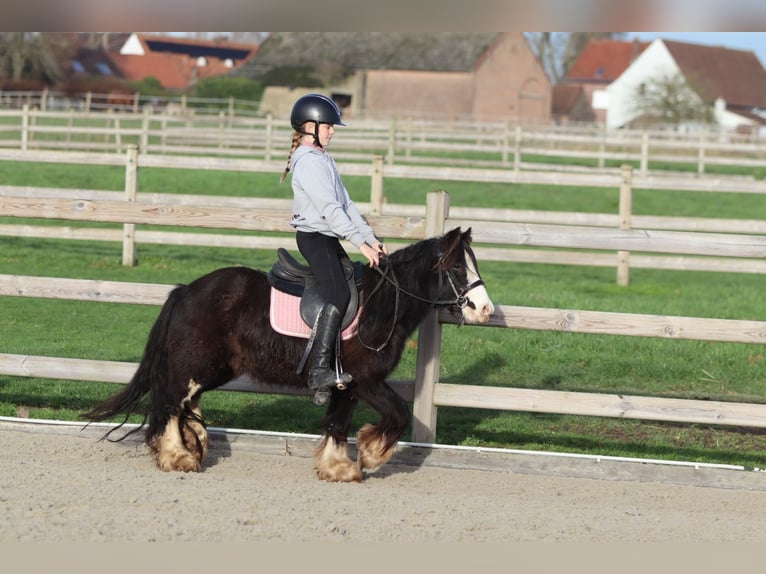 Cob Irlandese / Tinker / Gypsy Vanner Castrone 6 Anni 118 cm Morello in Bogaarden