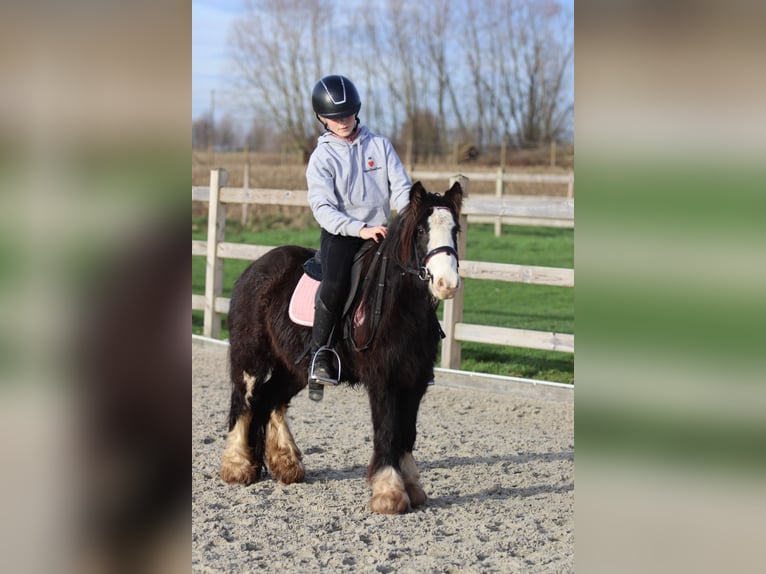 Cob Irlandese / Tinker / Gypsy Vanner Castrone 6 Anni 118 cm Morello in Bogaarden