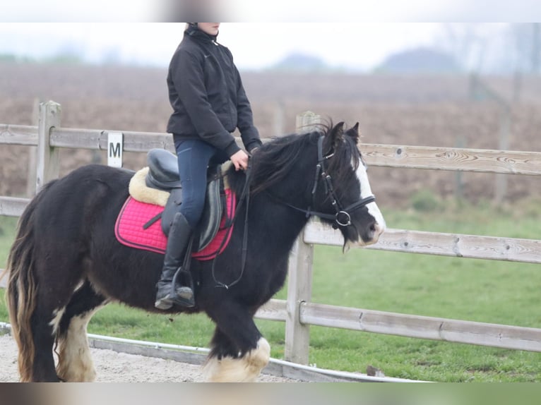 Cob Irlandese / Tinker / Gypsy Vanner Castrone 6 Anni 125 cm Morello in Bogaarden