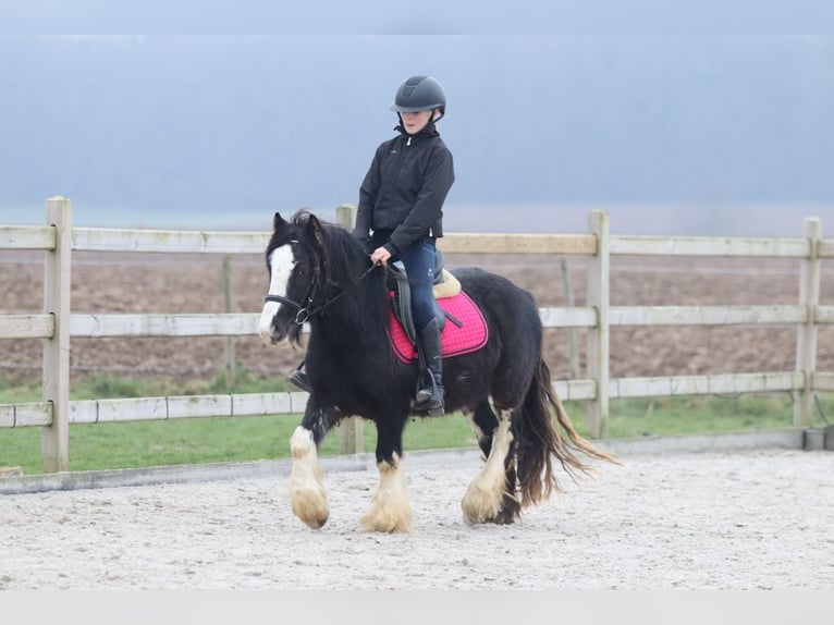 Cob Irlandese / Tinker / Gypsy Vanner Castrone 6 Anni 125 cm Morello in Bogaarden